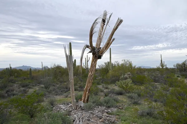 Saguaro National Park photo 44