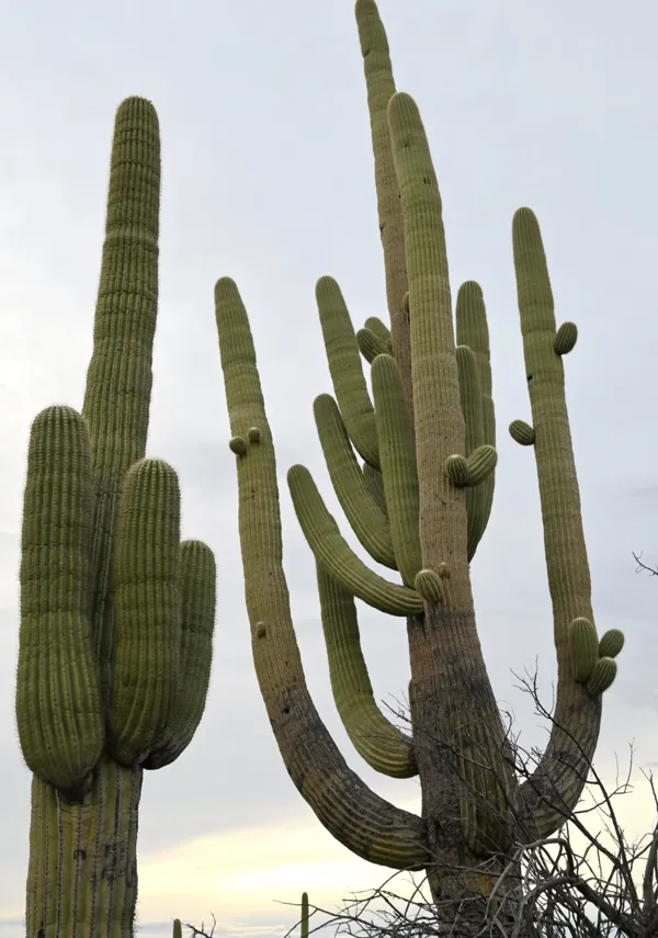 Saguaro National Park photo 45