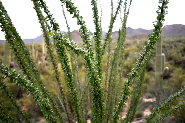 Saguaro National Park photo 47