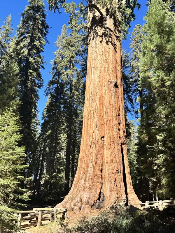 Sequoia National Park photo 4