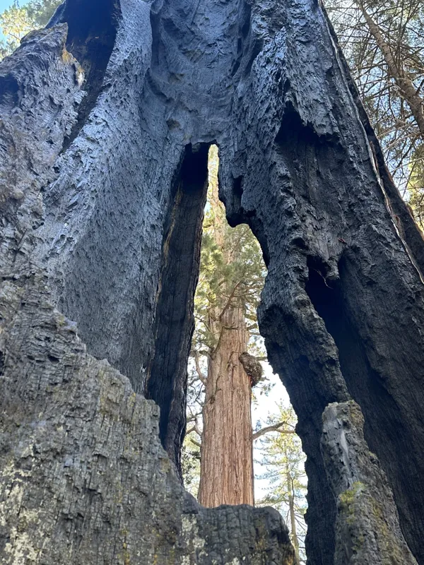 Sequoia National Park photo 8