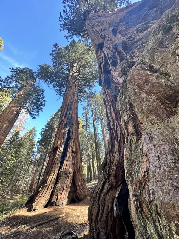 Sequoia National Park photo 9