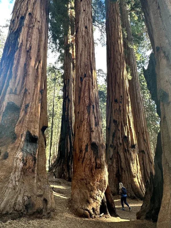 Sequoia National Park photo 10