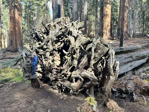 Sequoia National Park photo 12