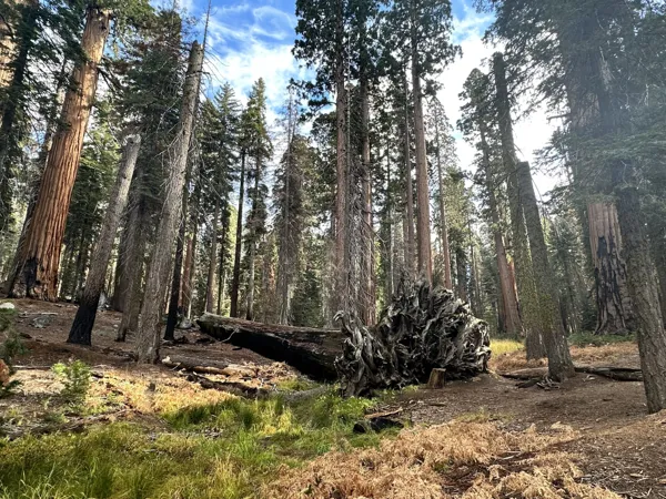 Sequoia National Park photo 13