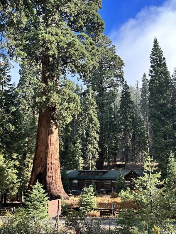 Sequoia National Park photo 16