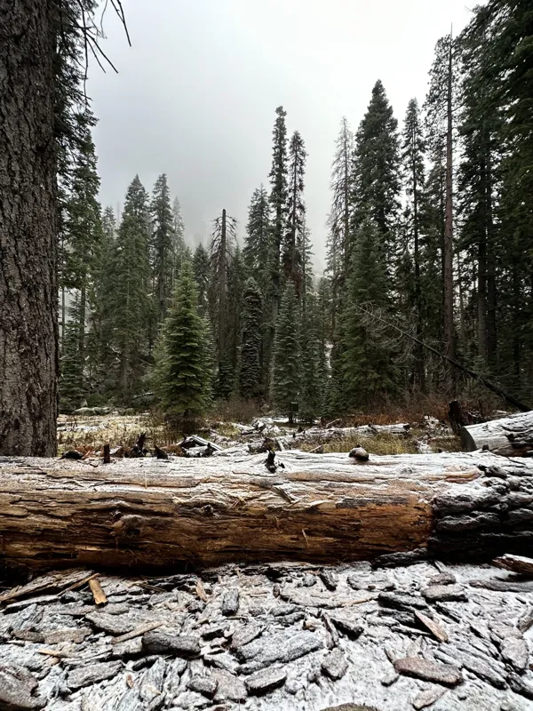 Sequoia National Park photo 23