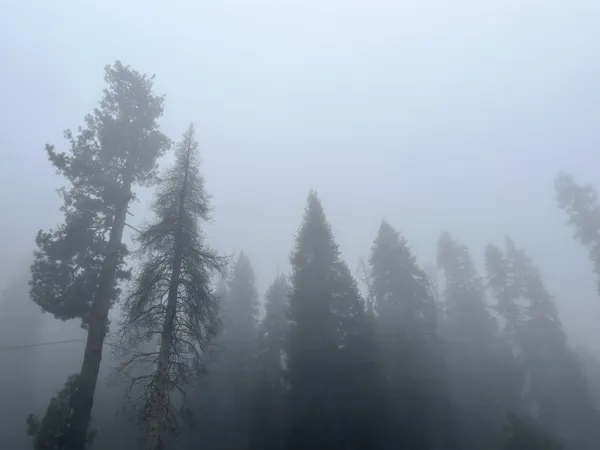 Sequoia National Park photo 24
