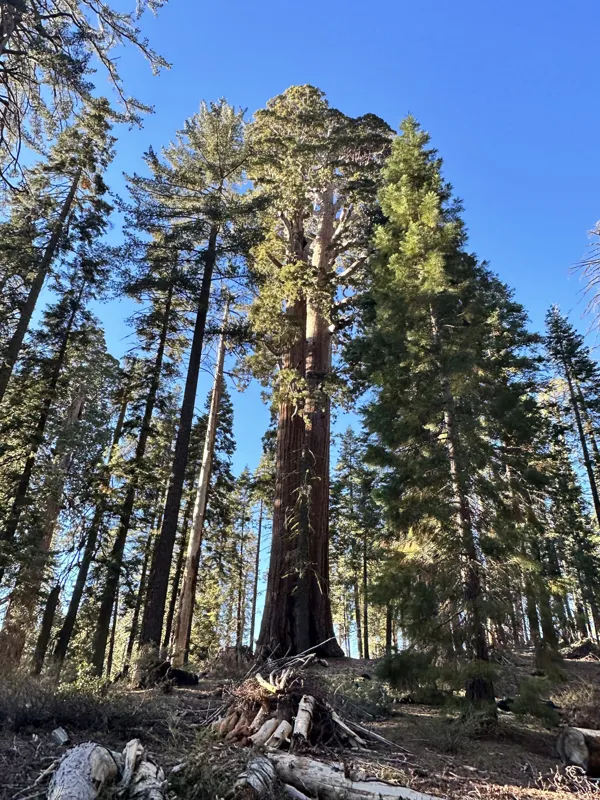 Sequoia National Park photo 29