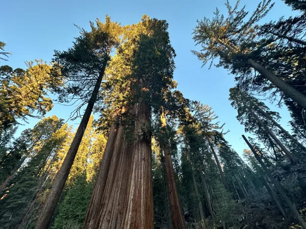 Sequoia National Park photo 31