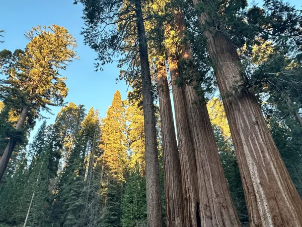 Sequoia National Park photo 32