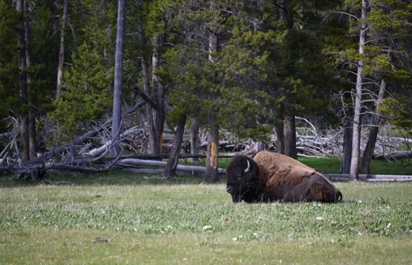Yellowstone National Park photo 3
