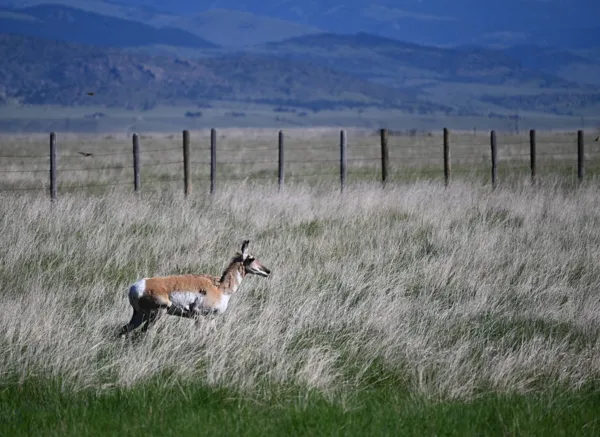 Yellowstone National Park photo 4