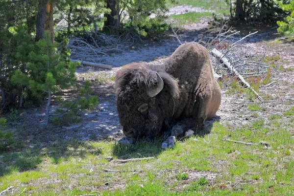 Yellowstone National Park photo 5