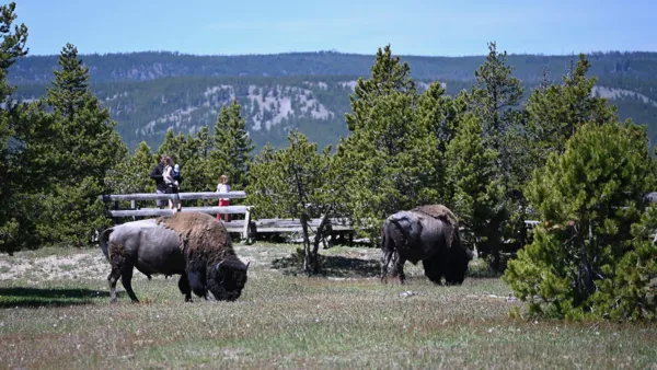 Yellowstone National Park photo 6