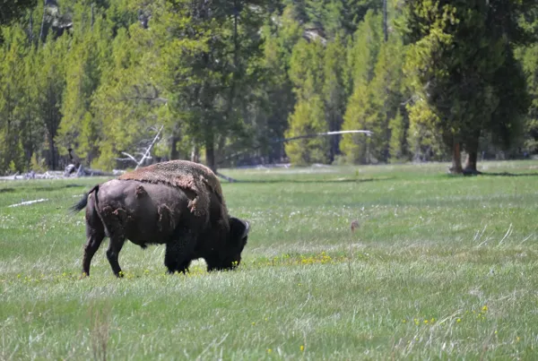 Yellowstone National Park photo 8