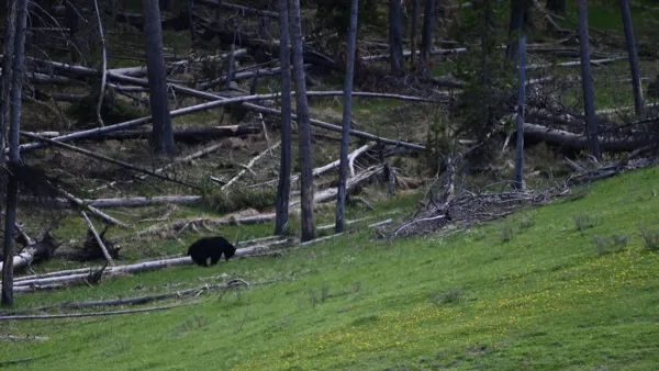 Yellowstone National Park photo 9