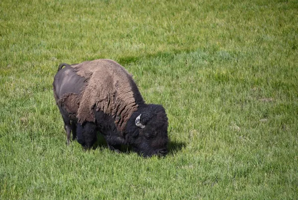 Yellowstone National Park photo 11