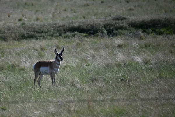 Yellowstone National Park photo 14