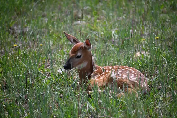 Yellowstone National Park photo 16