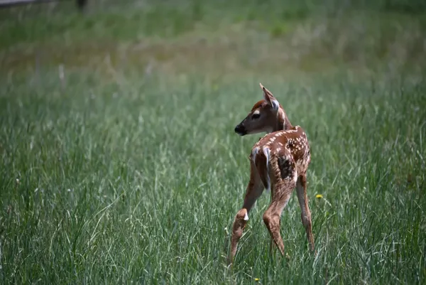 Yellowstone National Park photo 18