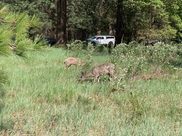 Yosemite National Park photo 35