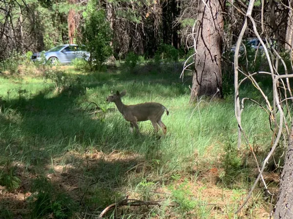 Yosemite National Park photo 36