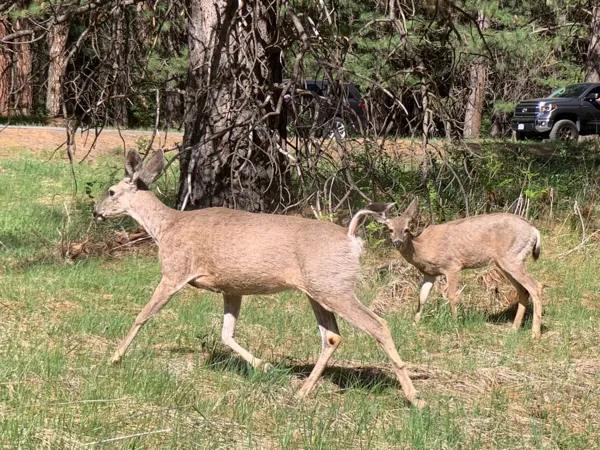 Yosemite National Park photo 37
