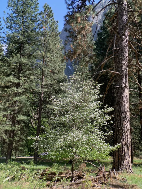 Yosemite National Park photo 38