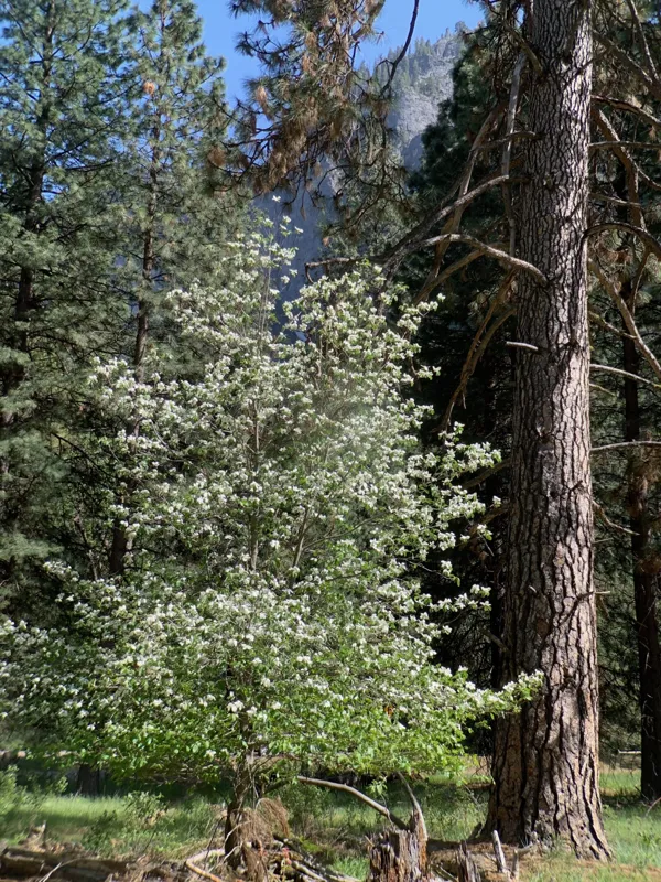 Yosemite National Park photo 40