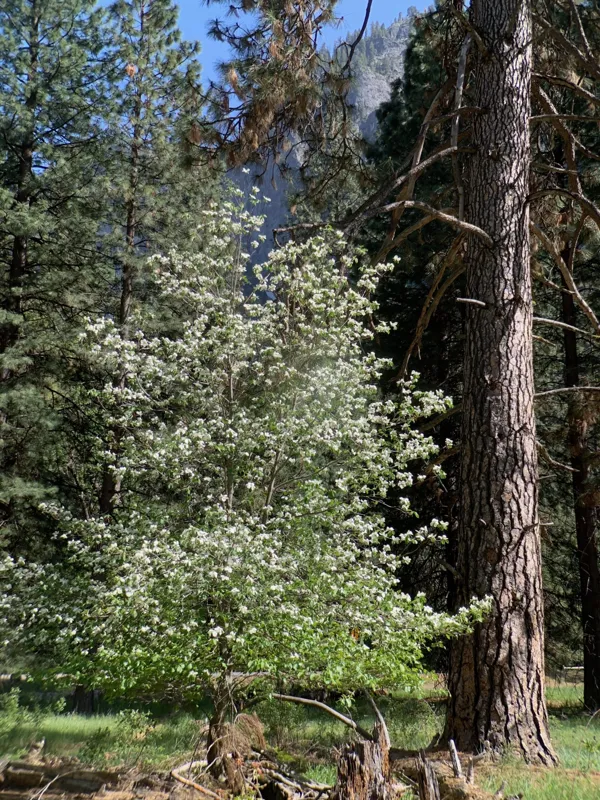 Yosemite National Park photo 41