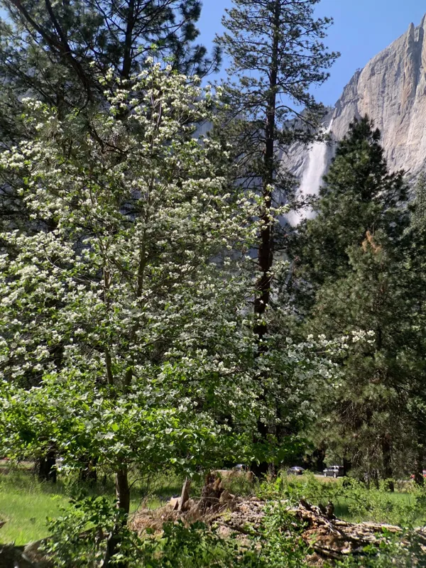 Yosemite National Park photo 43