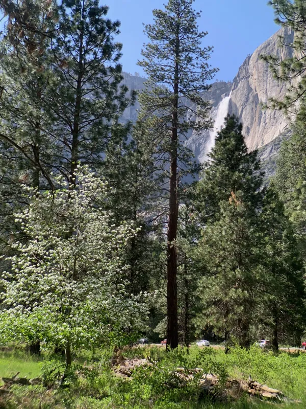 Yosemite National Park photo 44