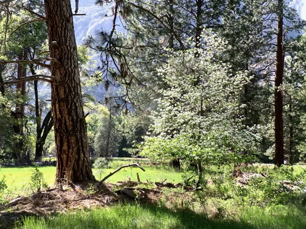 Yosemite National Park photo 46