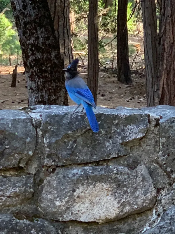 Yosemite National Park photo 97