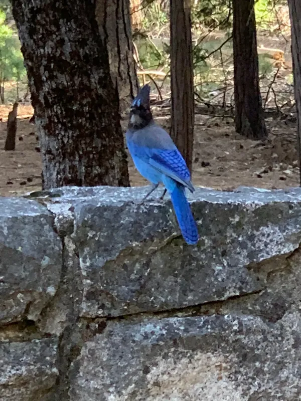 Yosemite National Park photo 98