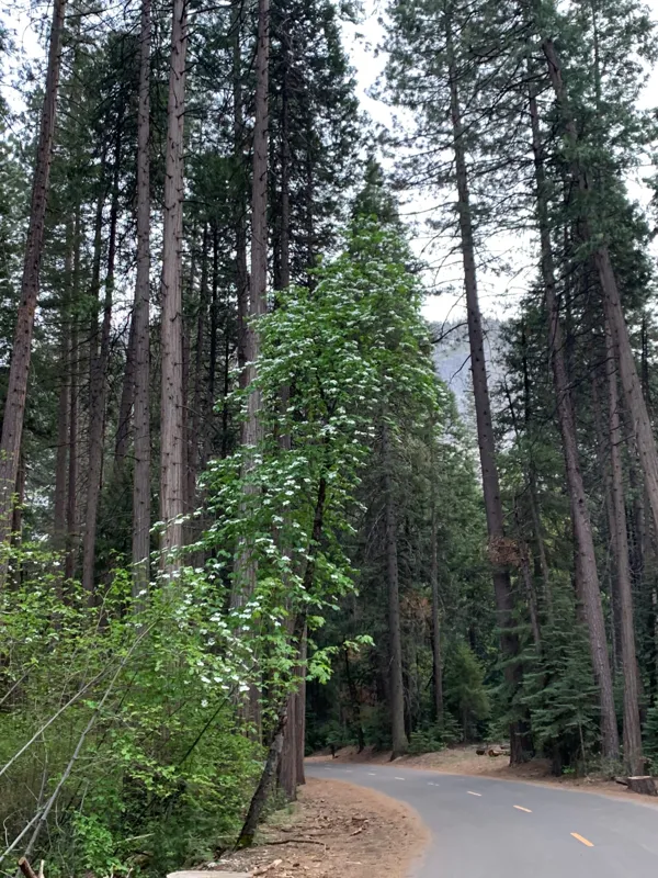 Yosemite National Park photo 129