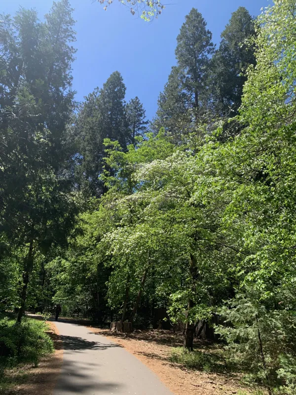 Yosemite National Park photo 139
