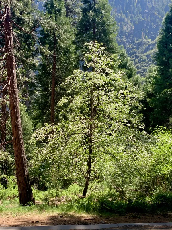 Yosemite National Park photo 140