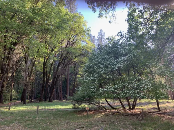 Yosemite National Park photo 165