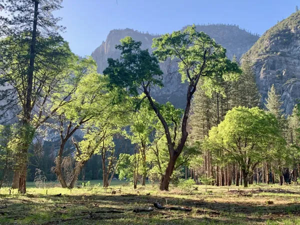Yosemite National Park photo 166