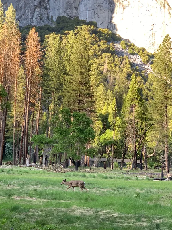 Yosemite National Park photo 168