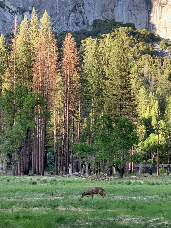 Yosemite National Park photo 169