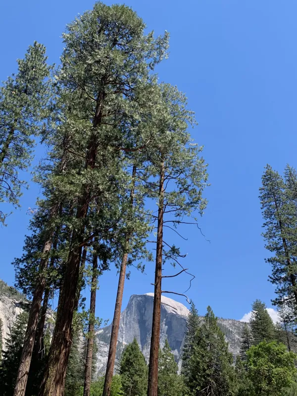 Yosemite National Park photo 262