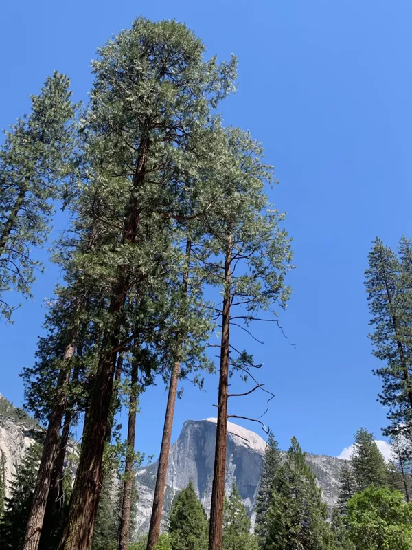 Yosemite National Park photo 263