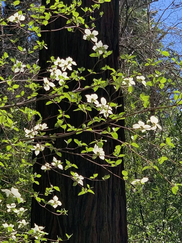 Yosemite National Park photo 272