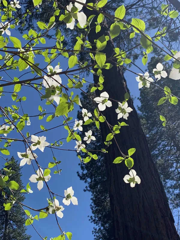 Yosemite National Park photo 276