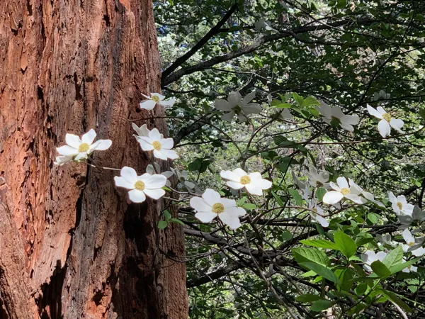 Yosemite National Park photo 277