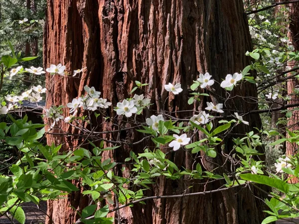 Yosemite National Park photo 283