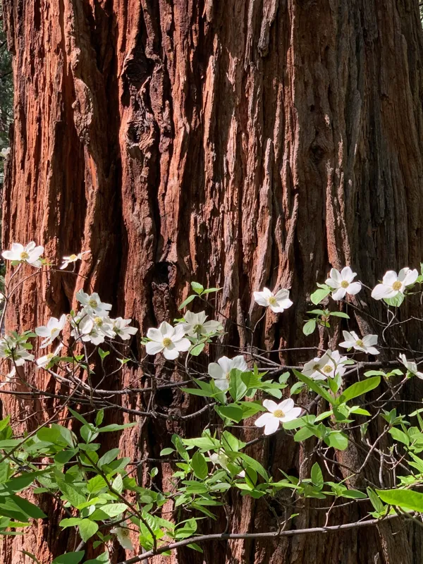 Yosemite National Park photo 284